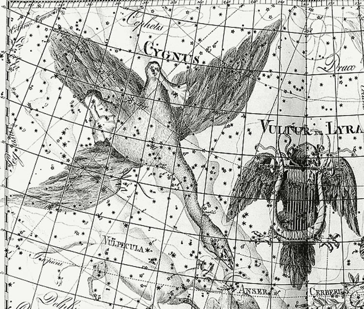 Portion of Bode's Uranographia showing the region near Cygnus